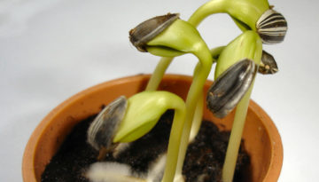 Sunflower_seedlings